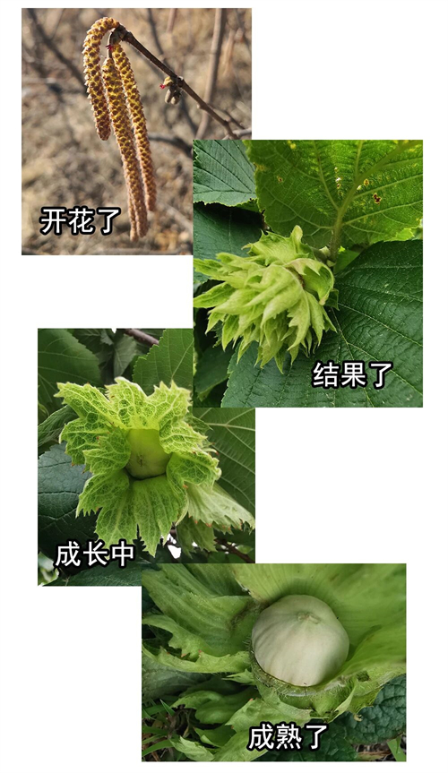 绥中县震丰果业种植有限公司2.jpg