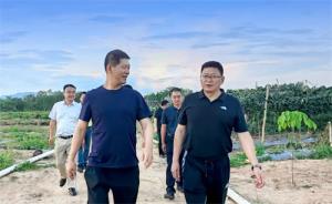勐腊县委书记张世影带队考察淘屏现代农业勐满基地
