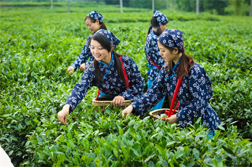江西狗牯脑茶3.png