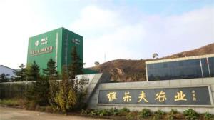 维乐夫集团：深耕菊苣产业链 绘就健康中国新图景​